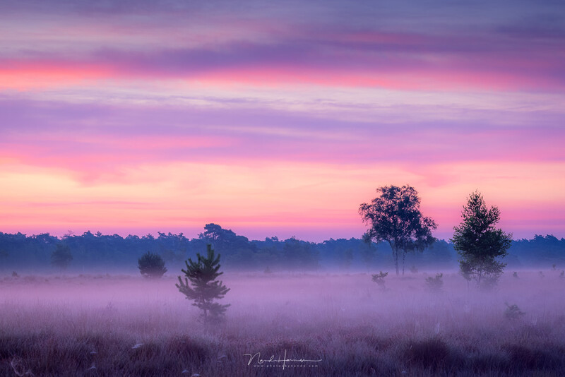 Misty wetland landscape at sunrise with scattered trees silhouetted against a purple and pink sky.