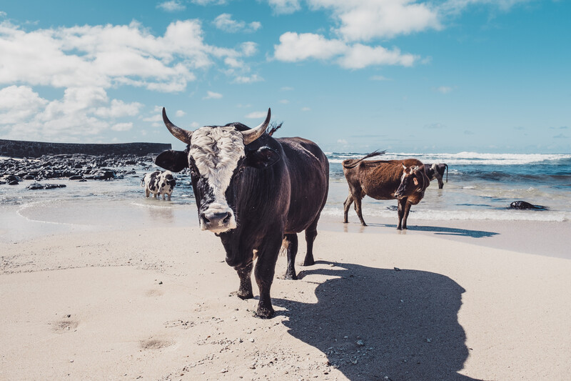 Cows bath in the ocean