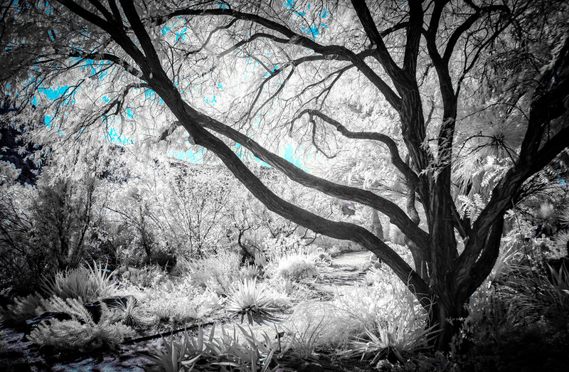 Gnarled tree with bare branches silhouetted against sky with selective blue color treatment.