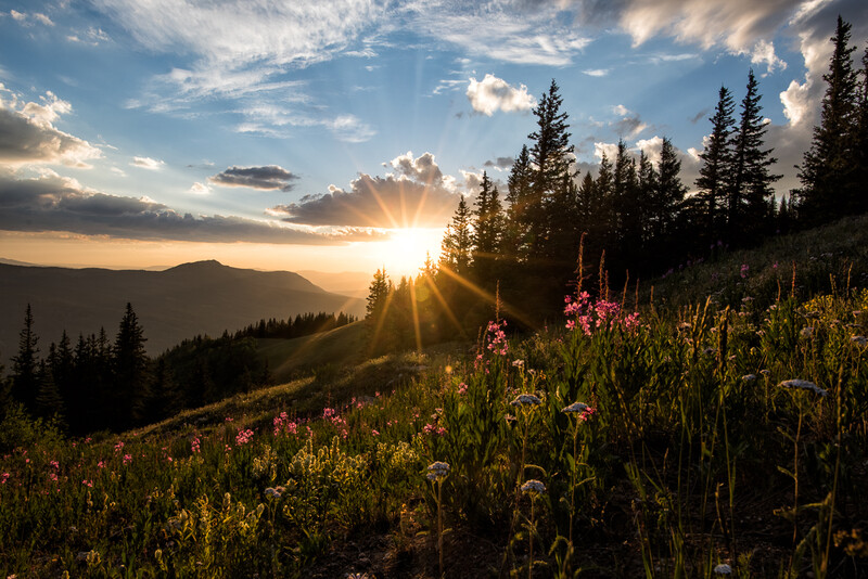 Alpine meadow with wildflowers at golden hour sunset, forested mountains in background.