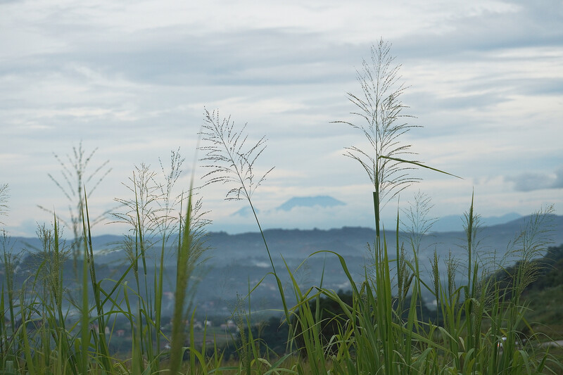 Tall grasses with seed heads in sharp focus against a layered mountain landscape under overcast sky.