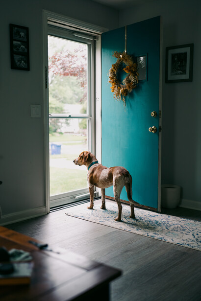 Brown dog standing in entryway with turquoise door and natural window light streaming in.