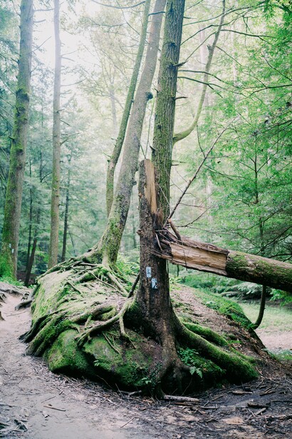 Moss-covered tree roots and fallen logs in a misty forest with soft diffused light filtering through the canopy.