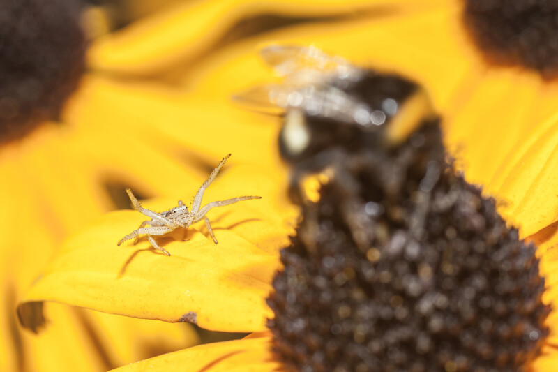 Tiny tan insect on bright yellow flower petals with dark seed head blurred in background.