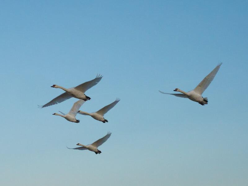 Five whooper swans in flight against a clear blue sky, captured in a loose formation.
