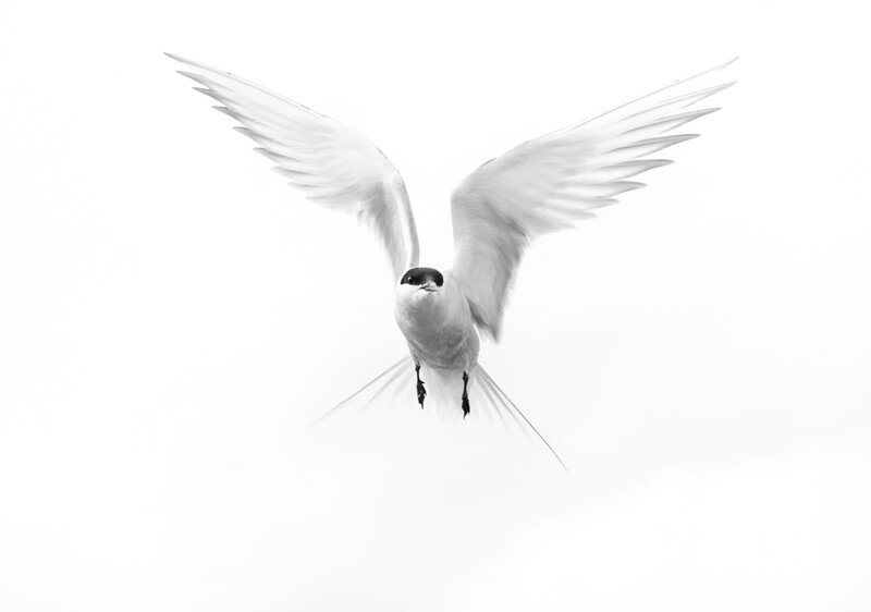 White tern in flight against a light gray sky, wings spread wide with long tail feathers trailing below.