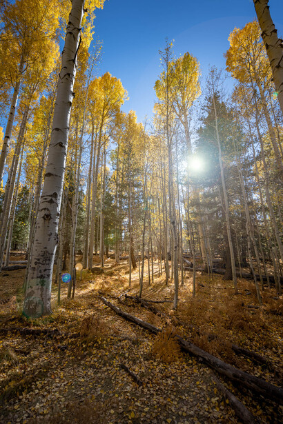 Sunlight streaming through a forest of tall white birch trees with golden autumn foliage overhead.
