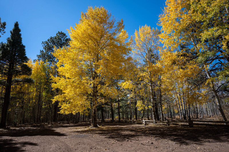 Golden aspen trees with vibrant yellow foliage in a forest clearing under blue sky.