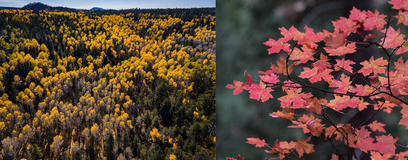 Aerial view of a forest with golden-yellow aspen trees mixed among darker evergreens, with mountains visible in the distance.