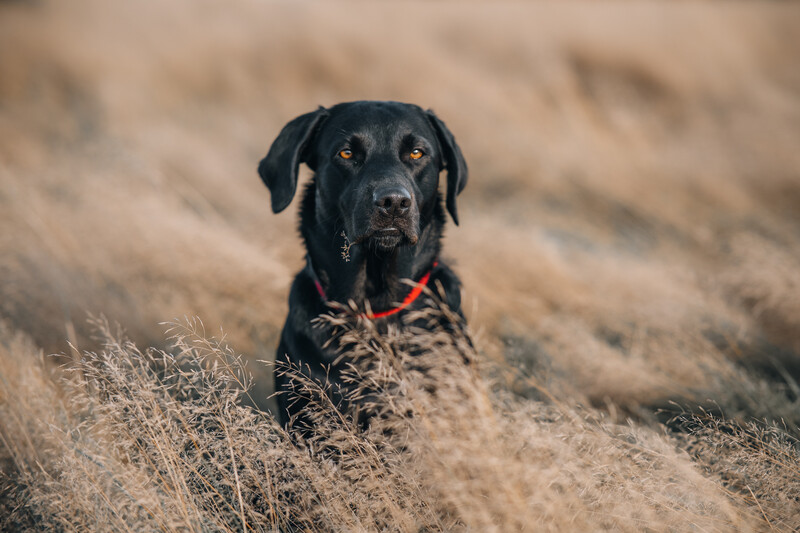 Black Labrador Retriever sitting in dry grass and brush, wearing an orange and black collar.
