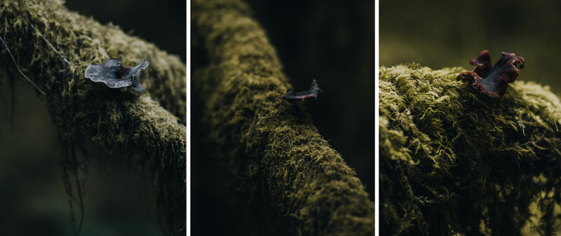 Three moss-covered branches in dark forest lighting, each with small creatures or objects positioned on them.