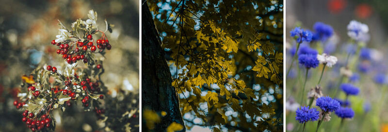 Three nature photography studies showing red berries, golden foliage, and blue wildflowers with selective focus.