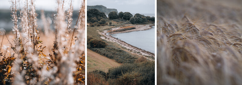 Triptych of muted autumn landscape details: dried grasses in foreground, coastal wetland with water and vegetation, and soft-focused natural textures.