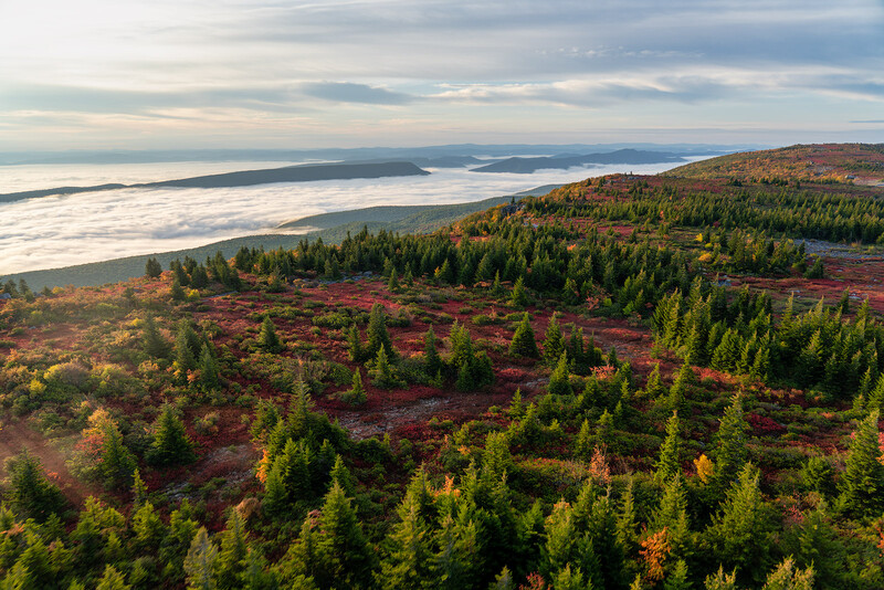 Aerial view of boreal forest with scattered evergreens and burgundy moorland overlooking a distant lake and mountains.