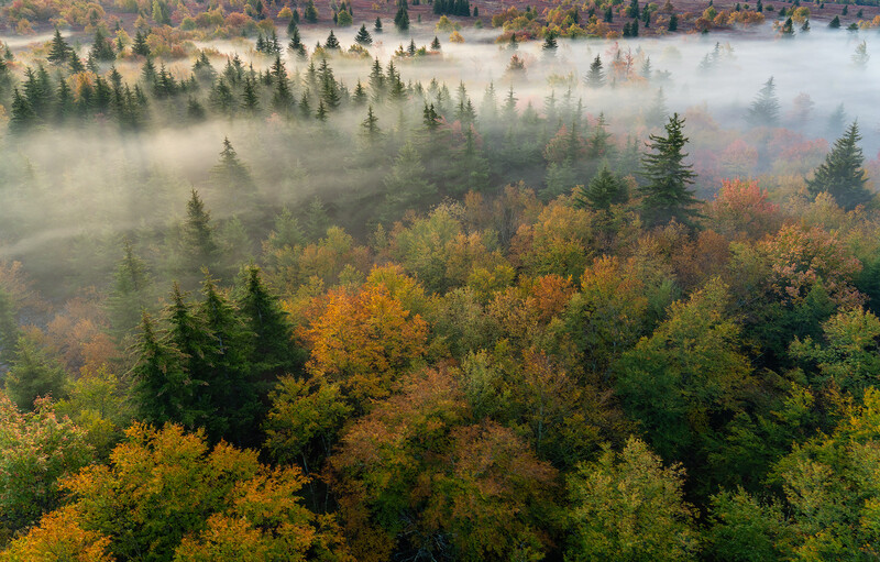 Misty forest landscape with evergreens and autumn foliage during fall season.
