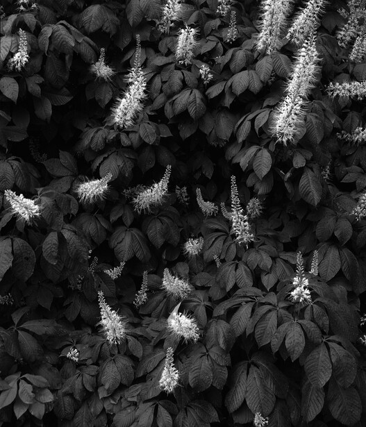 Dense foliage with white flowering spikes creating contrast in high-contrast black and white photography.