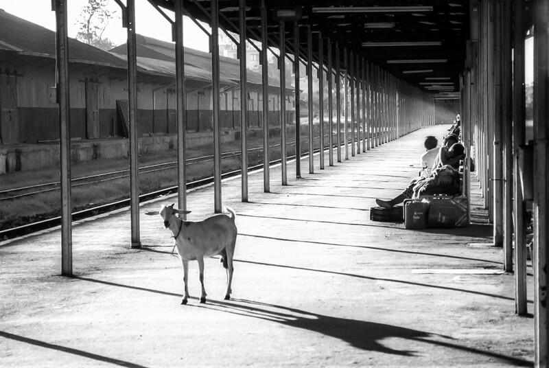 A deer stands in the center of a long, columned covered structure, with a person sitting on the right side in the distance.