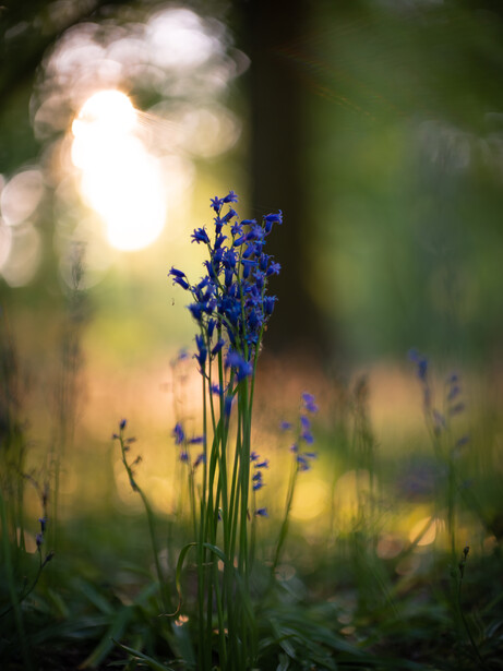 Blue flowers in soft focus with a bright bokeh light in the background and blurred green foliage.