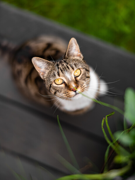 Tabby cat with white markings looking directly at camera on a wooden deck with green foliage behind.