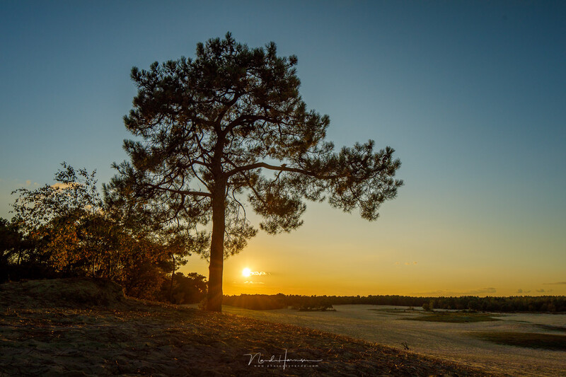 Tall pine tree silhouetted against golden sunrise over a calm body of water.