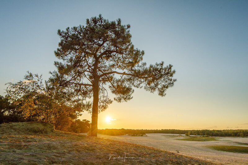 Tall pine tree silhouetted against golden sunrise over a calm river with sandy shore in foreground.