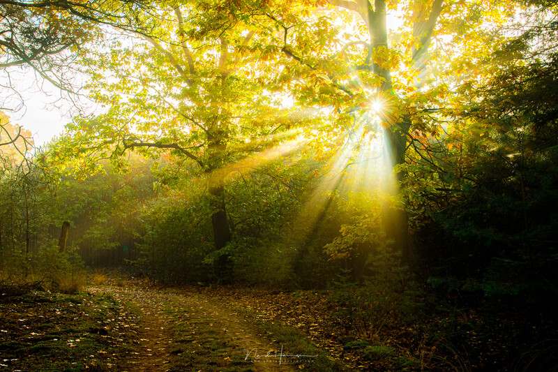 Golden sunlight streams through dense forest canopy onto a leaf-covered forest floor.