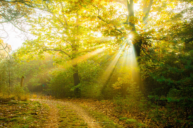 Sunlight streaming through golden autumn foliage in a misty forest path lined with bare trees.