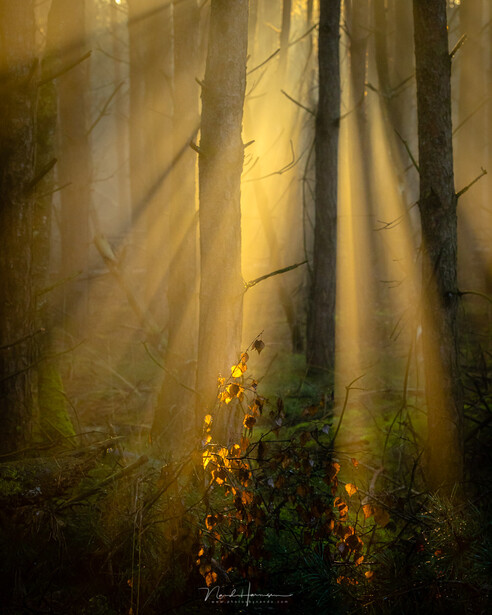 Sunlight streaming through misty forest with bare trees and golden foliage below.