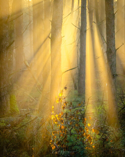 Golden sunlight streams through tall forest trees with misty atmosphere and golden foliage in foreground.
