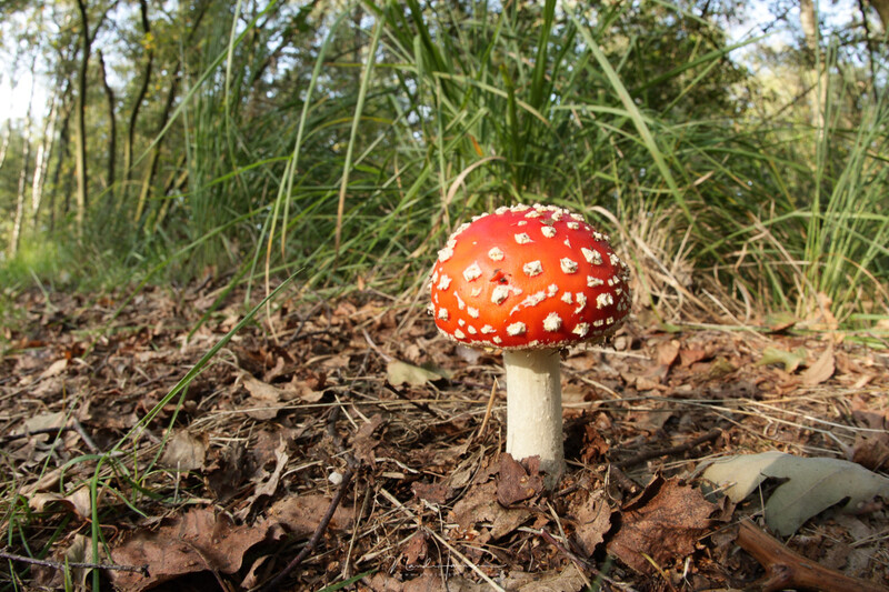 Red toadstool mushroom with white spots growing from forest floor among leaf litter and grass.