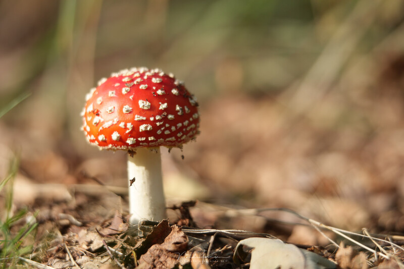 Young Amanita muscaria mushroom with bright red cap dotted with white spots and pale stem emerging from forest floor.