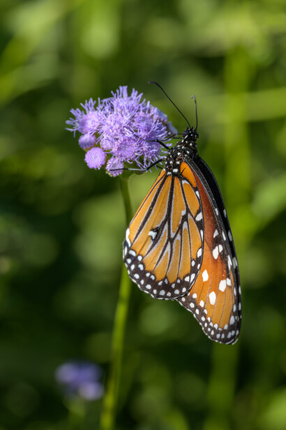 Monarch butterfly perched on a purple pincushion flower against a blurred green background.