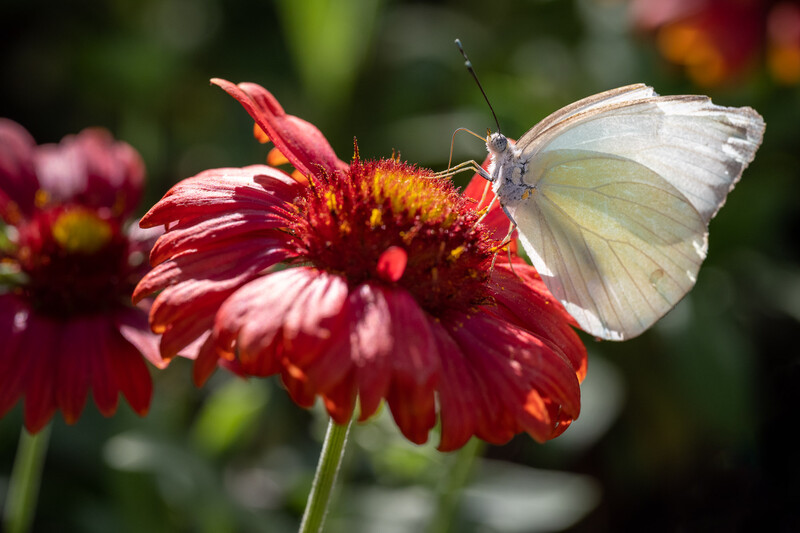 Pale yellow butterfly perched on a vibrant red and yellow dahlia flower in bright sunlight.