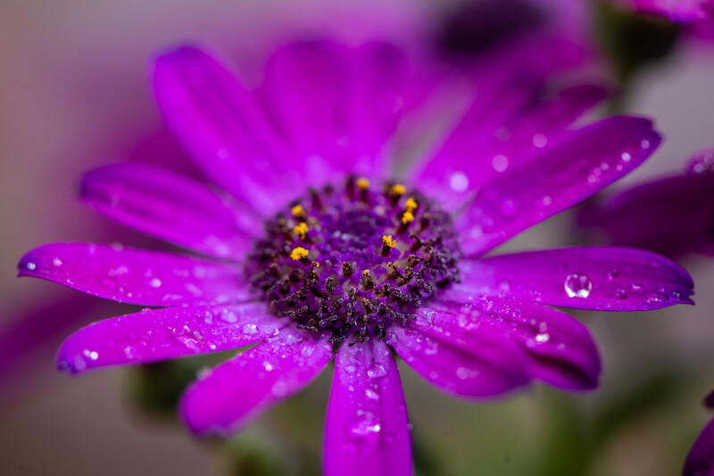Magenta daisy-like flower with water droplets covering petals and dark center disk.