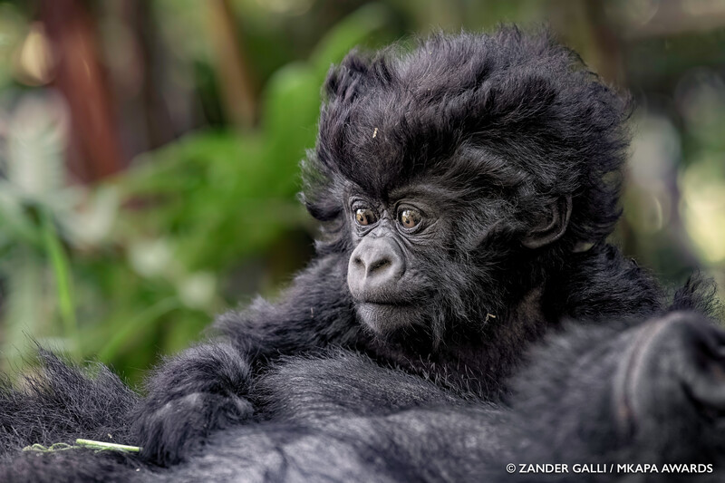 Young black gorilla with distinctive facial features and thick dark fur looking directly at camera.
