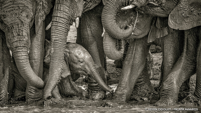 Young elephant calf surrounded by adult elephants' legs and trunks in a herd.