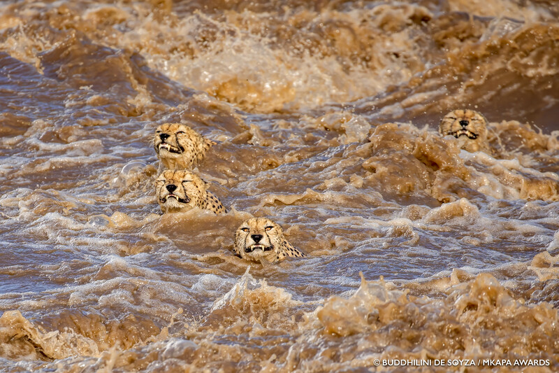 Four cheetahs swimming through turbulent brown water during what appears to be a river crossing.