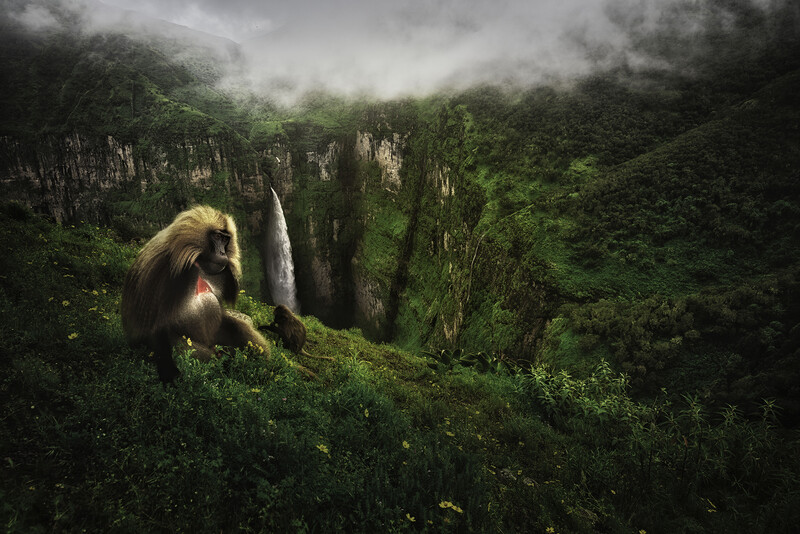 Golden-haired primate sitting on mossy ground overlooking a misty canyon with tall rock formations and dense forest.