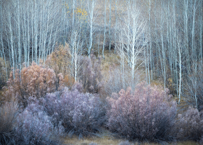 Frost-covered shrubs in winter forest with bare white-barked trees in soft focus background.