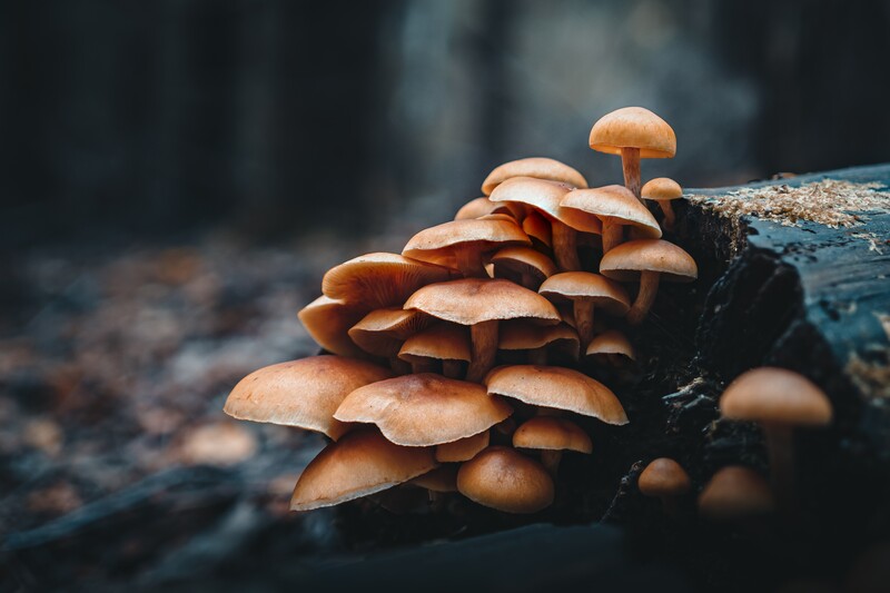Brown mushrooms clustered densely on a weathered log in soft forest light.