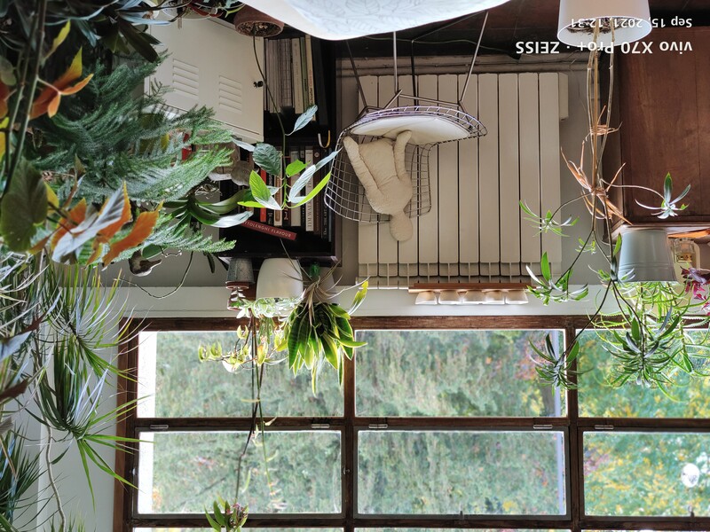 Bright window with potted plants on radiator and furniture, natural forest view in background.