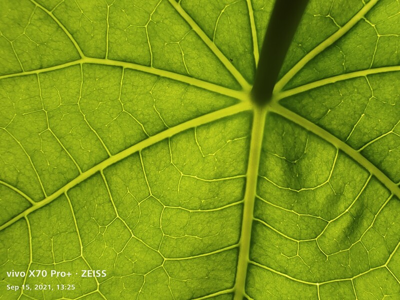 Close-up of a green leaf's venation system showing radial veins branching from a central point.