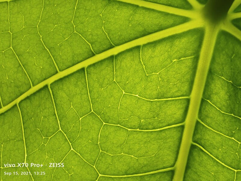 Close-up of a bright green leaf showing detailed vein structure and translucent tissue backlit by natural light.