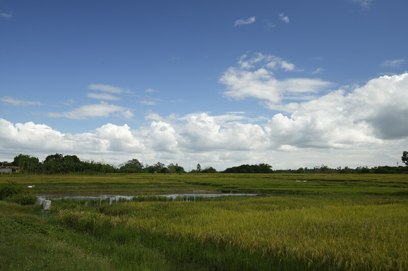 Wide wetland landscape with shallow water, green marsh grasses, and scattered trees under a partly cloudy sky.