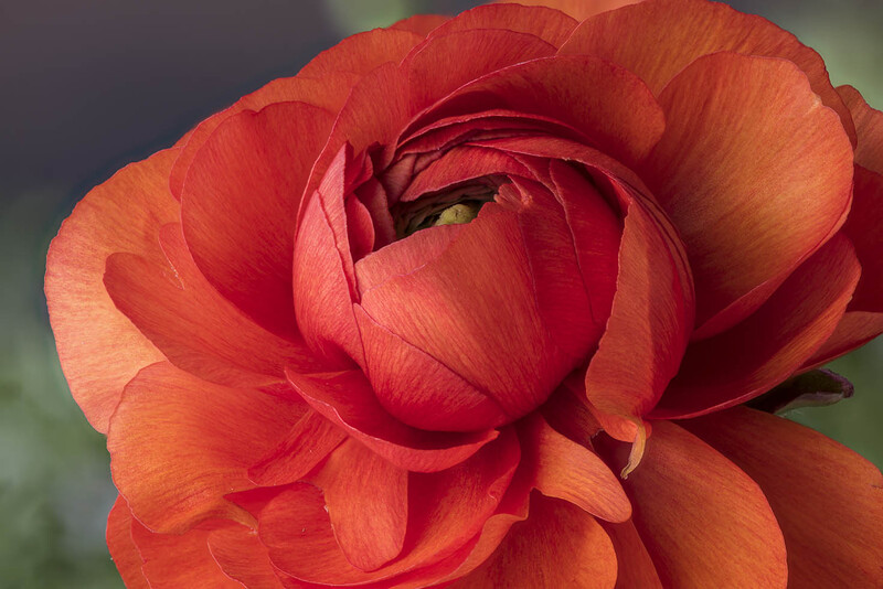 Close-up of a fully bloomed red and orange rose with layered petals and soft backlighting.