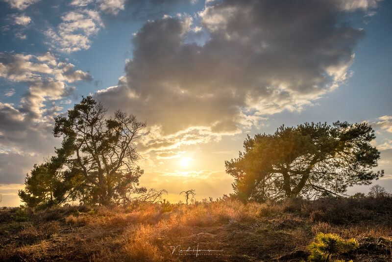Gnarled trees silhouetted against dramatic golden sunset clouds in an open savanna landscape.