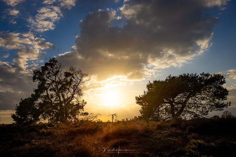 Silhouetted trees frame a dramatic golden sunset beneath stormy clouds.