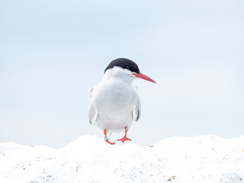 Arctic tern perched on snow with black cap and bright red-orange beak and legs.