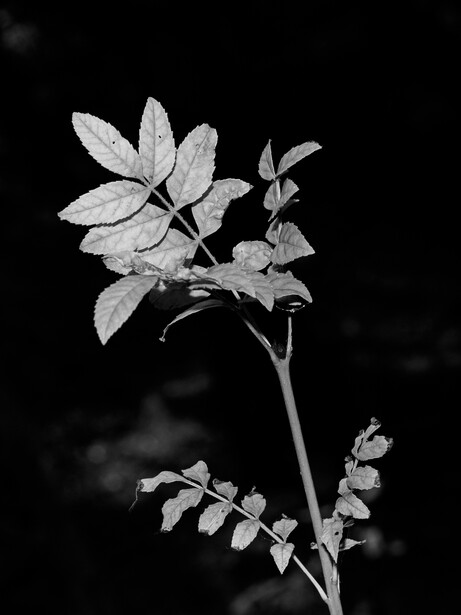 Black and white photograph of delicate plant stems with compound leaves and small flower buds against dark background.