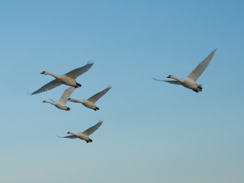 Five whooper swans in flight formation against a clear blue sky during daytime.